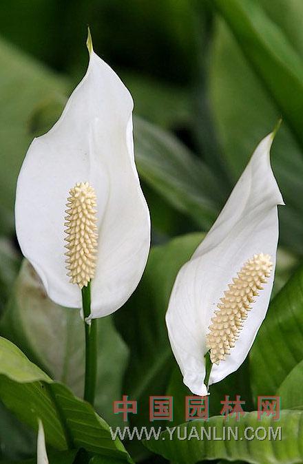 白鶴芋 苞葉芋，白掌，一帆風(fēng)順