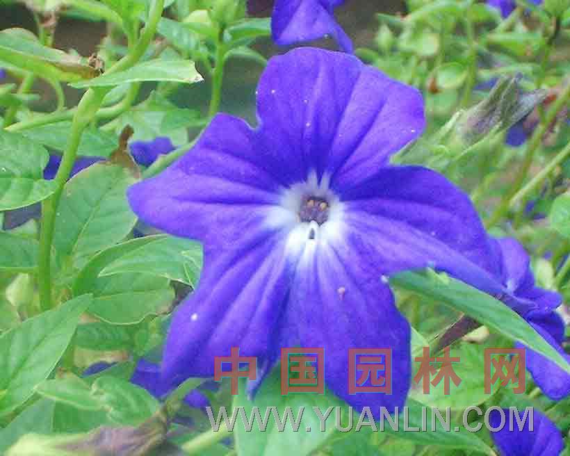 布洛華麗 藍(lán)英花