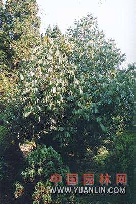 花櫚木 花梨木 臭木 臭桐柴