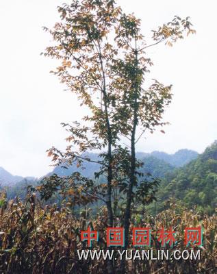 漆樹 大木漆、小木漆，山漆，植苜，瞎妮子