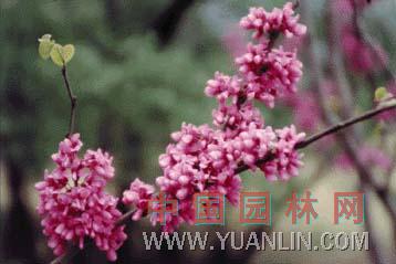 紫荊 滿條紅、蘇芳花