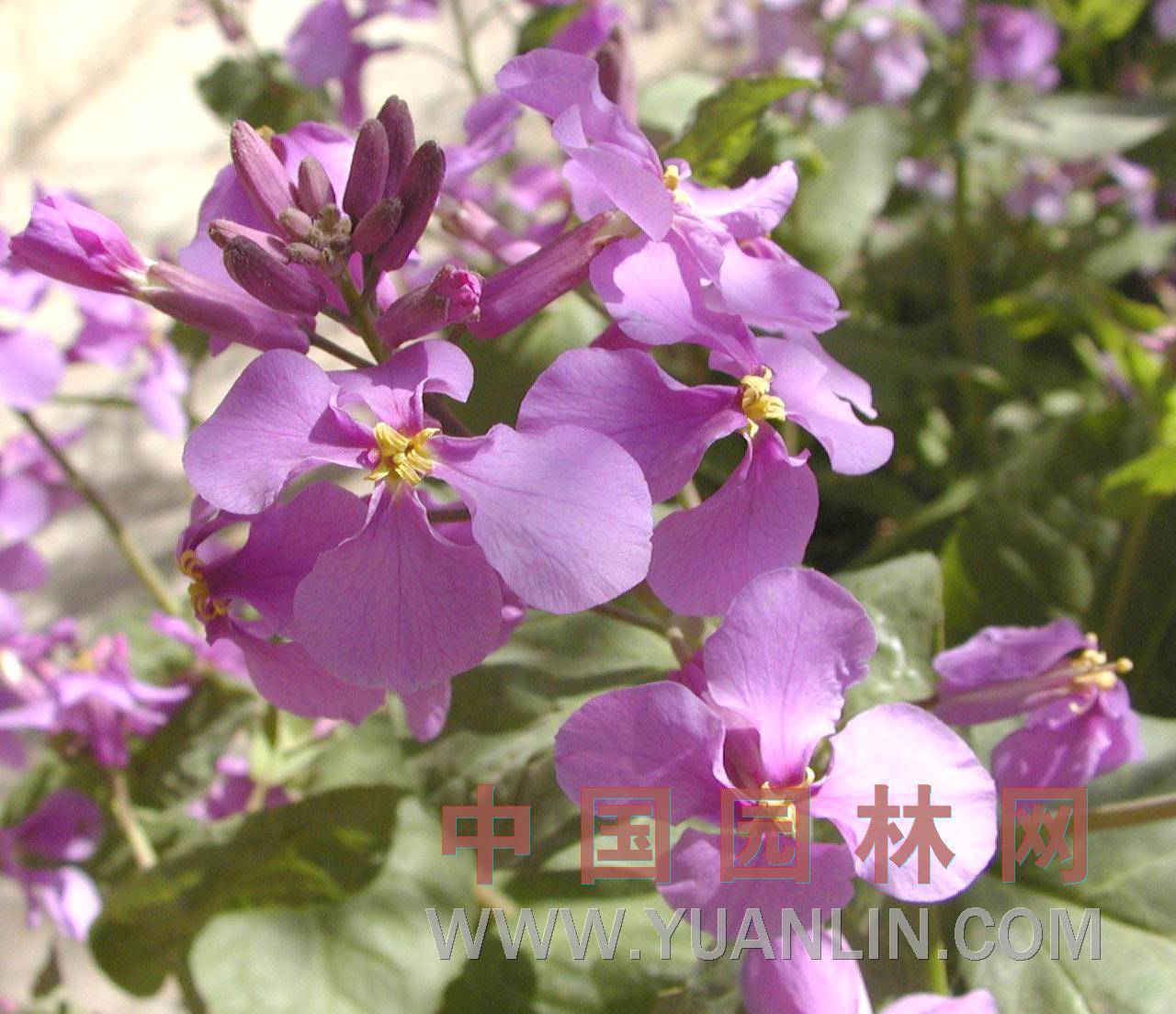 諸葛菜 諸葛菜、菜子花