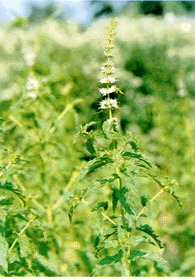 留蘭香 綠薄荷、香花菜、魚香菜