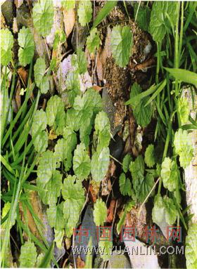 連錢草 金錢草、佛耳草、活血丹