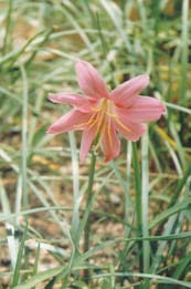 紅花蔥蘭 韭蓮、紅玉簾、紅花菖蒲蓮、風(fēng)雨花