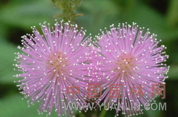 含羞草 感應(yīng)草、知羞草、呼喝草、怕丑草、見笑草、夫妻草、害羞草