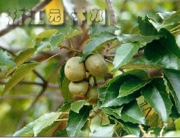 石栗 燭果樹(shù)