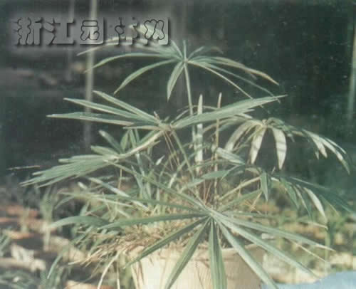 石山棕 崖棕