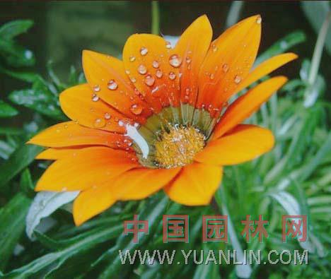 麥稈菊 蠟菊、貝細(xì)工