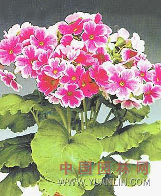 歐洲報春花 歐洲櫻草、德國報春、西洋櫻草