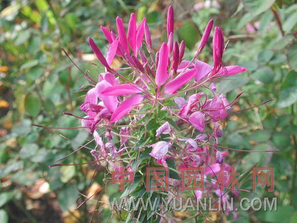 醉蝶花 西洋白花菜、鳳蝶草、紫龍須、蜘蛛花