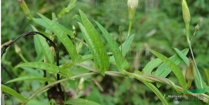 尖萼魚(yú)黃草