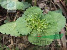 馬蹄芹 大苞芹、雙叉草、山荷葉