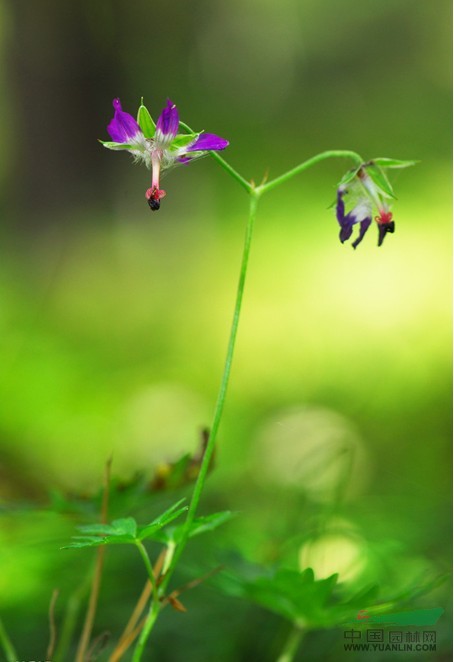 滇老鸛草 