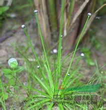 白藥谷精草 賽谷精草，流星草