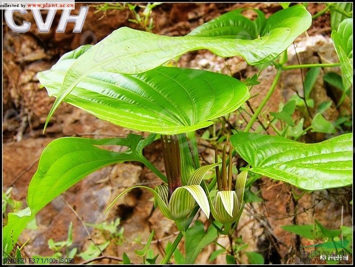 大百部 對葉百部、大春根藥