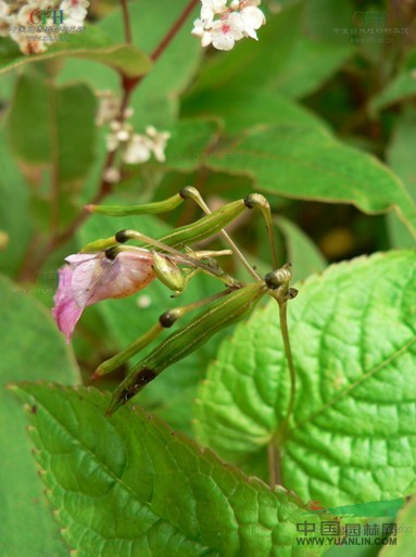 抱莖鳳仙花 