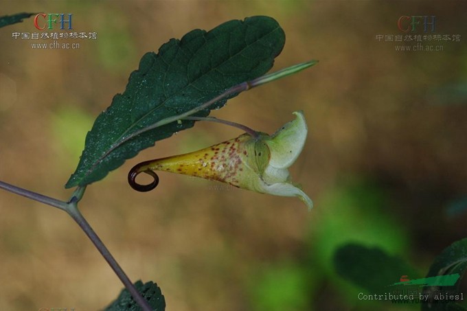 長翼鳳仙花