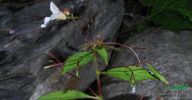 藏南鳳仙花