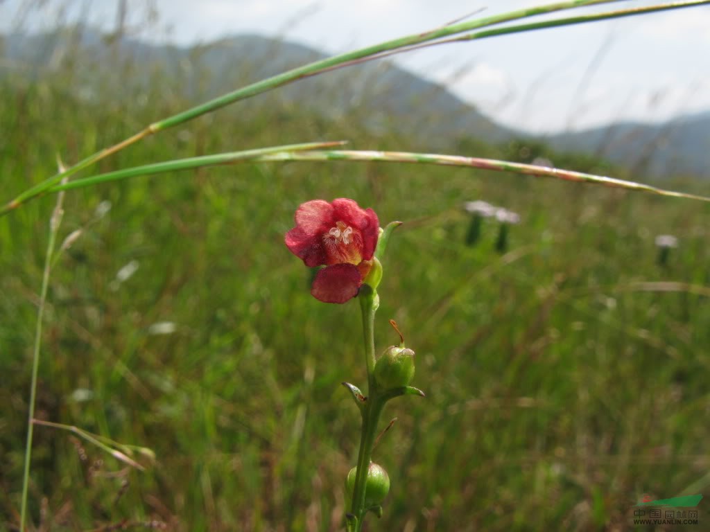 西南胡麻草 