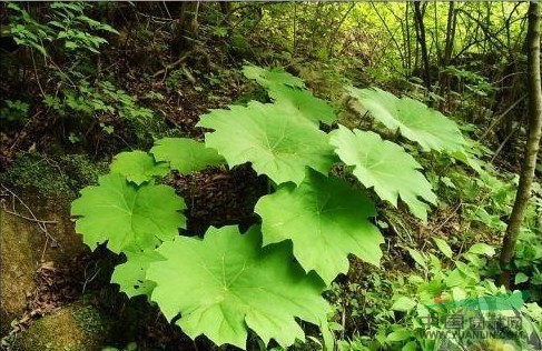 地方山荷葉 