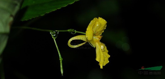 川滇鳳仙花