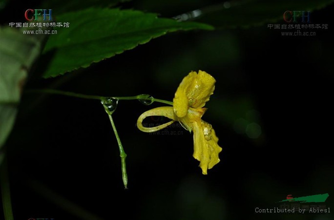 川鄂鳳仙花