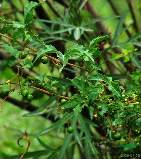 掌裂蛇葡萄 掌裂草葡萄、光葉草葡萄