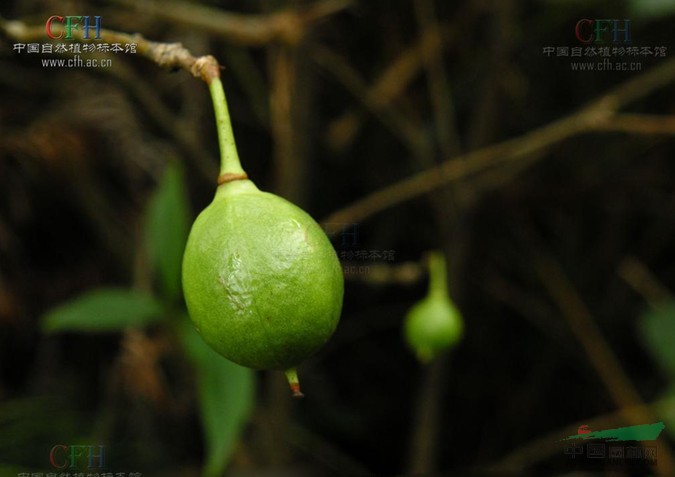 木果海桐 