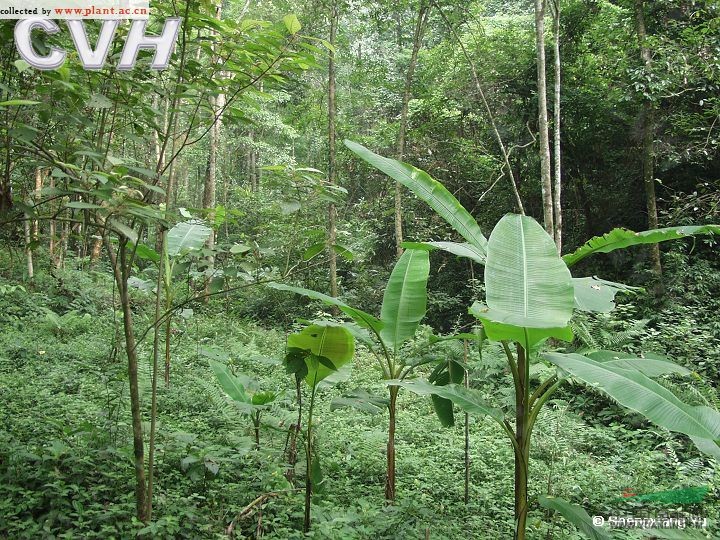 湖南鳳仙花 