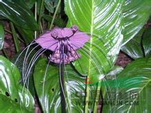 箭根薯 老虎花、山大黃、大水田七、萄葫薯、大葉屈頭雞