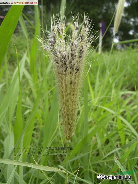 虎尾草 