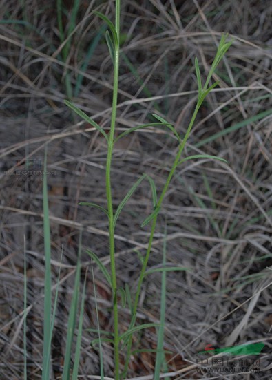 大獨腳金 小白花蘇、干草