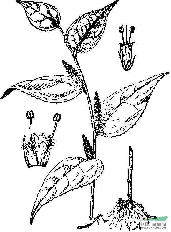 細(xì)穗腹水草 