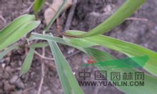 竹葉柴胡 北柴胡、紫柴胡、竹葉防風(fēng)