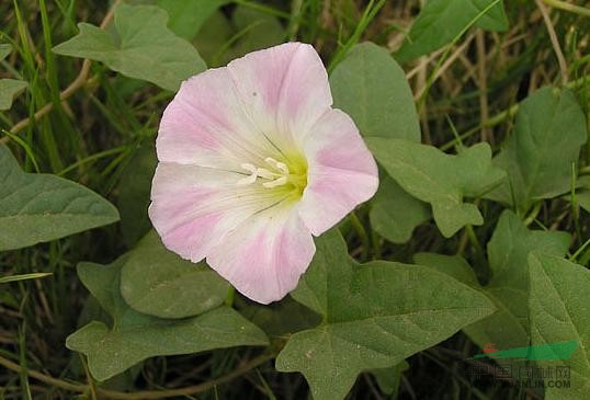 打碗花 小旋花、兔耳草