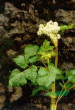 拐芹 拐子芹、倒鉤芹、紫桿芹、山芹菜、獨(dú)活、白根獨(dú)活、拐芹當(dāng)歸