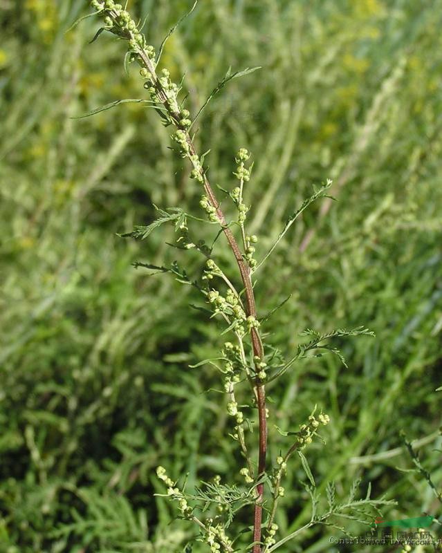 細(xì)裂葉松蒿 草柏枝