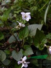 長梗紫花堇菜 