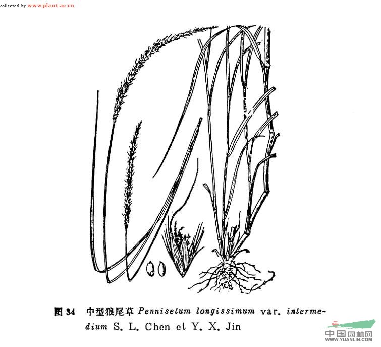 中型狼尾草 