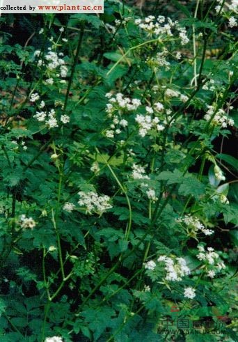 白苞芹 藁本(拉漢種子植物名稱)，石防風(fēng)(湖南)，紫莖芹(中國高等植物圖鑒)