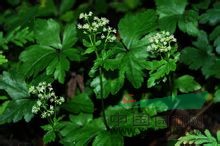 薄片變豆菜 散血草、野芹菜、肺筋草