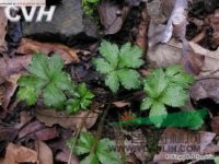 直刺變豆菜 小紫花菜浙江)、黑鵝腳板(四川常用中草藥)