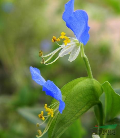 竹節(jié)菜 