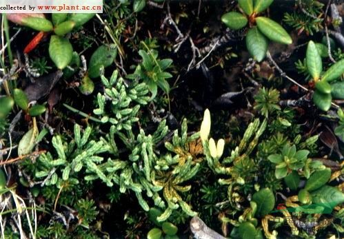 高山扁枝石松 高山石松