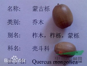 柞木 鑿子樹(shù)，蒙子樹(shù)，葫蘆刺，紅心刺