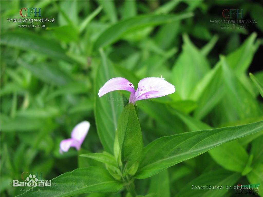 九頭獅子草 接長草，土細(xì)辛（植物名實(shí)圖考）