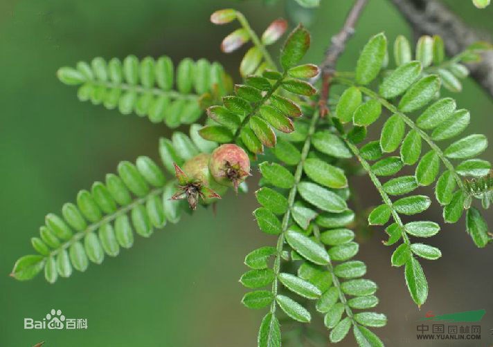 華西小石積 老雅果、棱花果樹、沙糖果、砂糖果、、華西小石秋、小葉石積木